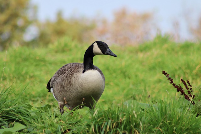 Lunch and Learn: Geese Management